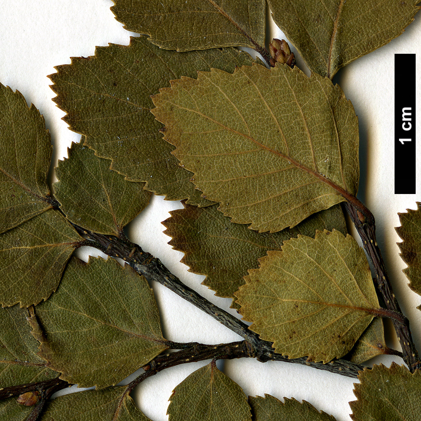 High resolution image: Family: Nothofagaceae - Genus: Nothofagus - Taxon: menziesii × N.obliqua